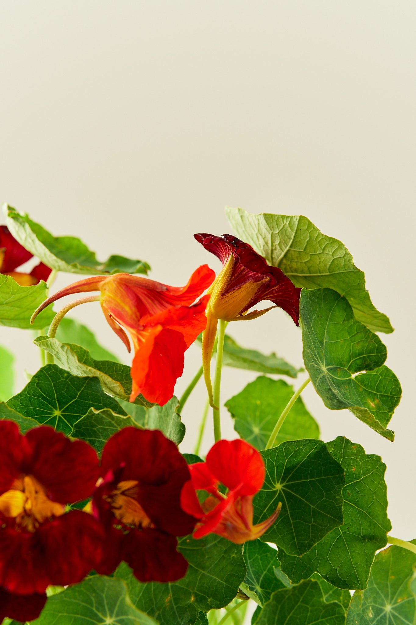 Blomsterkarse 'Sahins Rumba' - frø - 1-årige sommerblomster - til din skærehave her vist på billede 2 fra Frk. Grønt