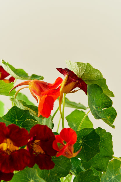 Blomsterkarse 'Sahins Rumba' - frø - 1-årige sommerblomster - til din skærehave her vist på billede 2 fra Frk. Grønt
