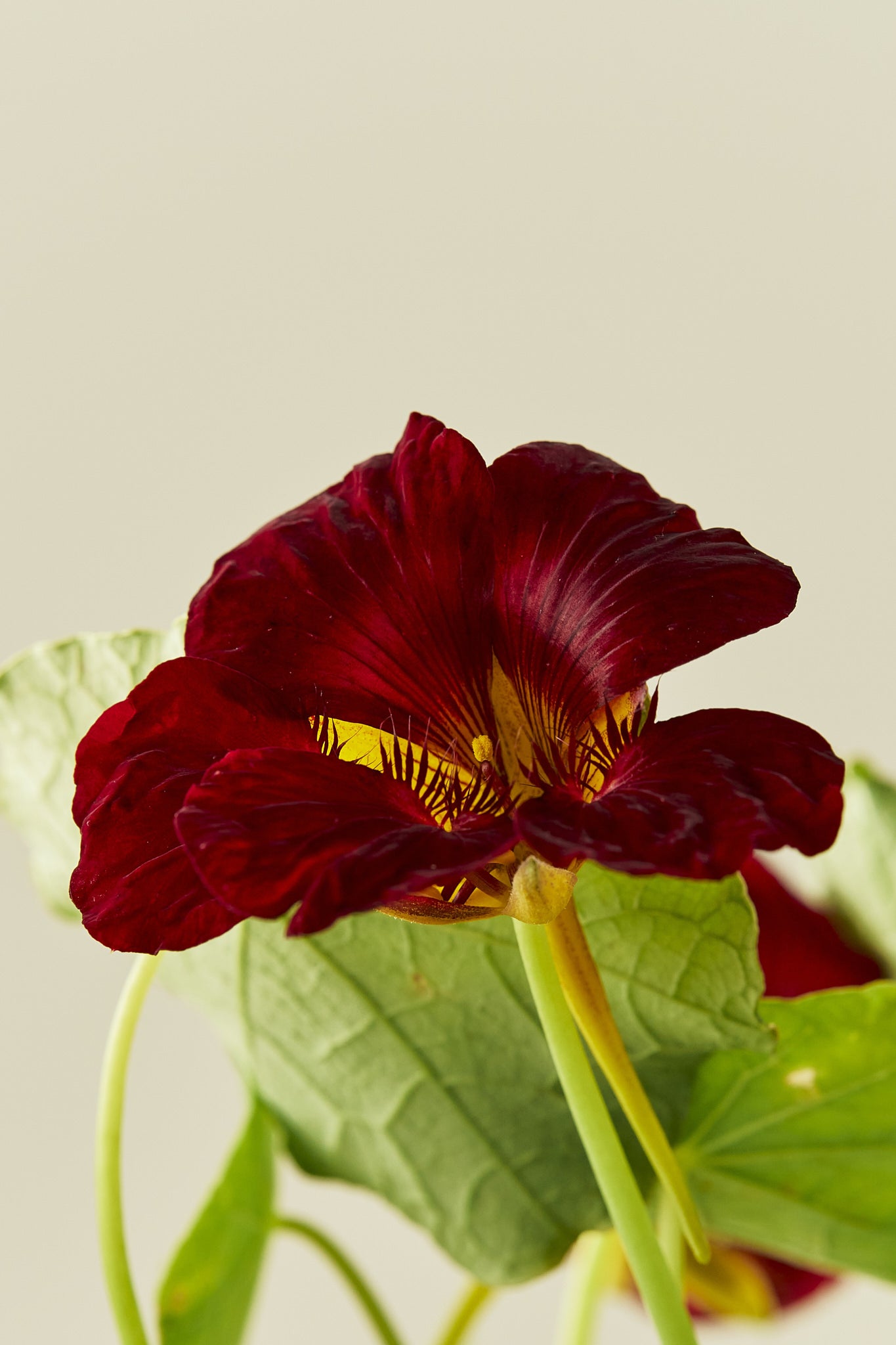 Blomsterkarse 'Sahins Rumba' - frø - 1-årige sommerblomster - til din skærehave her vist på billede 3 fra Frk. Grønt