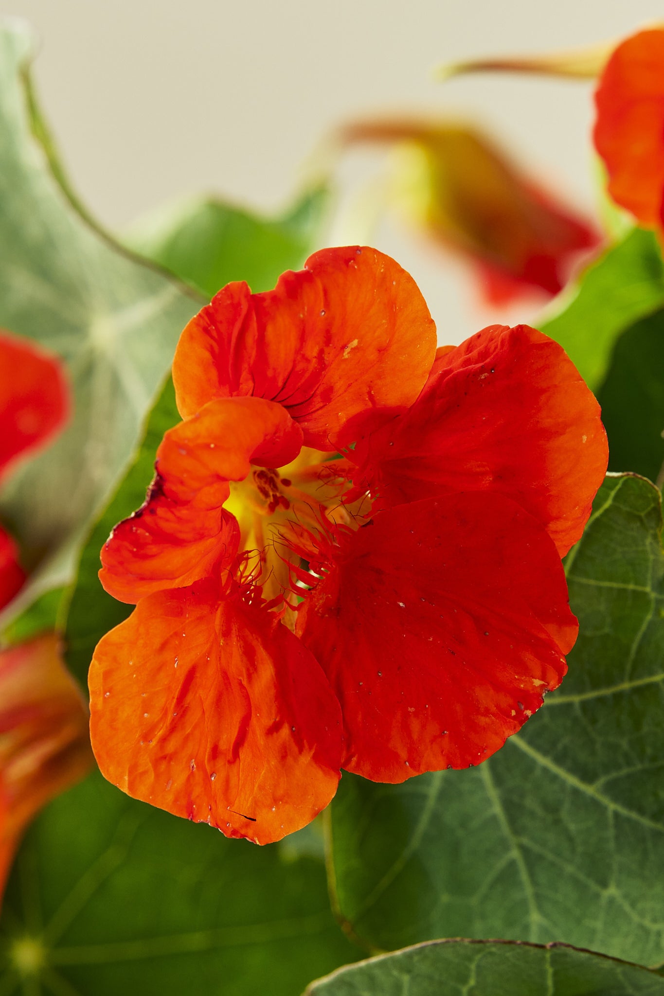 Blomsterkarse 'Sahins Rumba' - frø - 1-årige sommerblomster - til din skærehave her vist på billede 4 fra Frk. Grønt