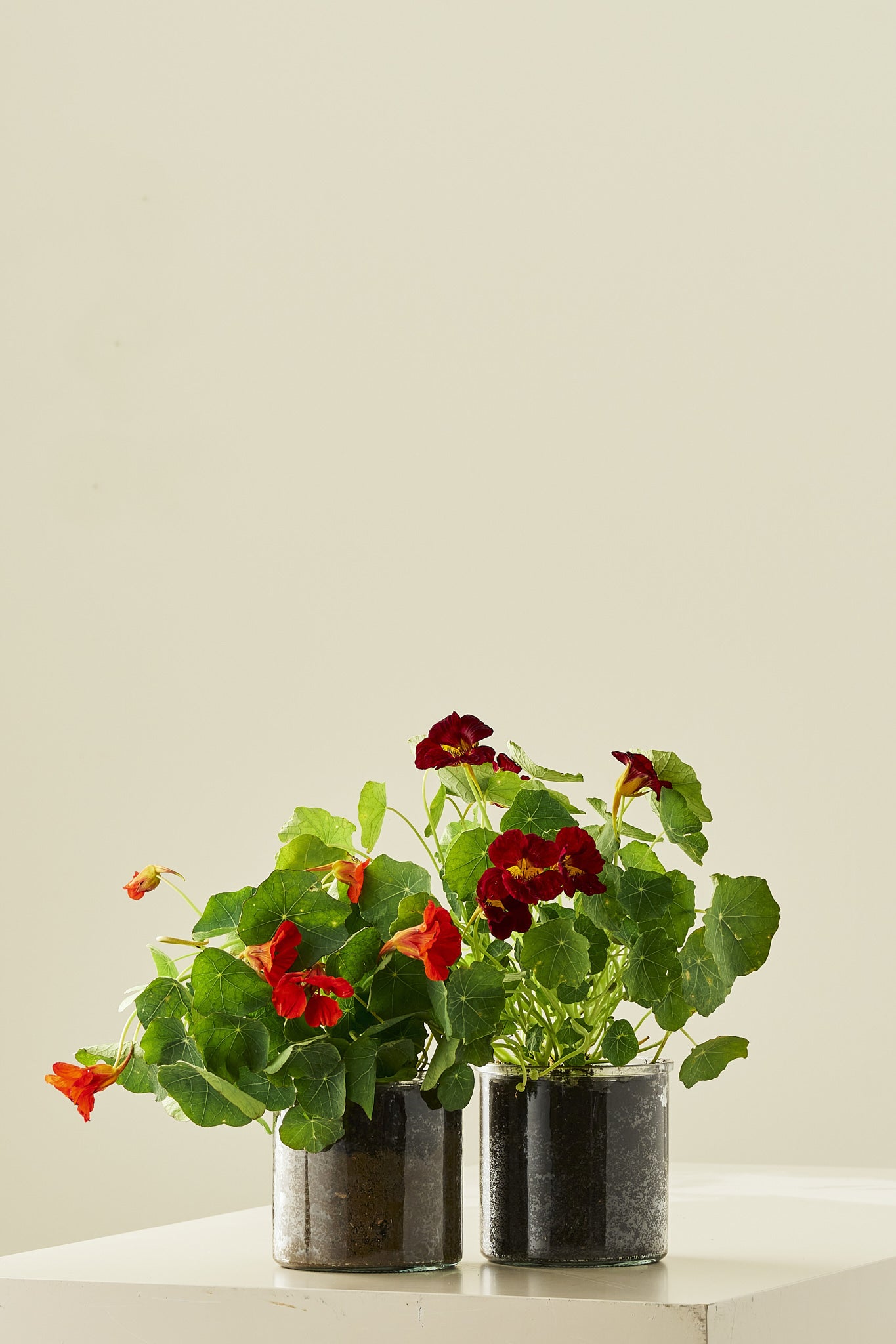Blomsterkarse 'Sahins Rumba' - frø - 1-årige sommerblomster - til din skærehave her vist på billede 5 fra Frk. Grønt