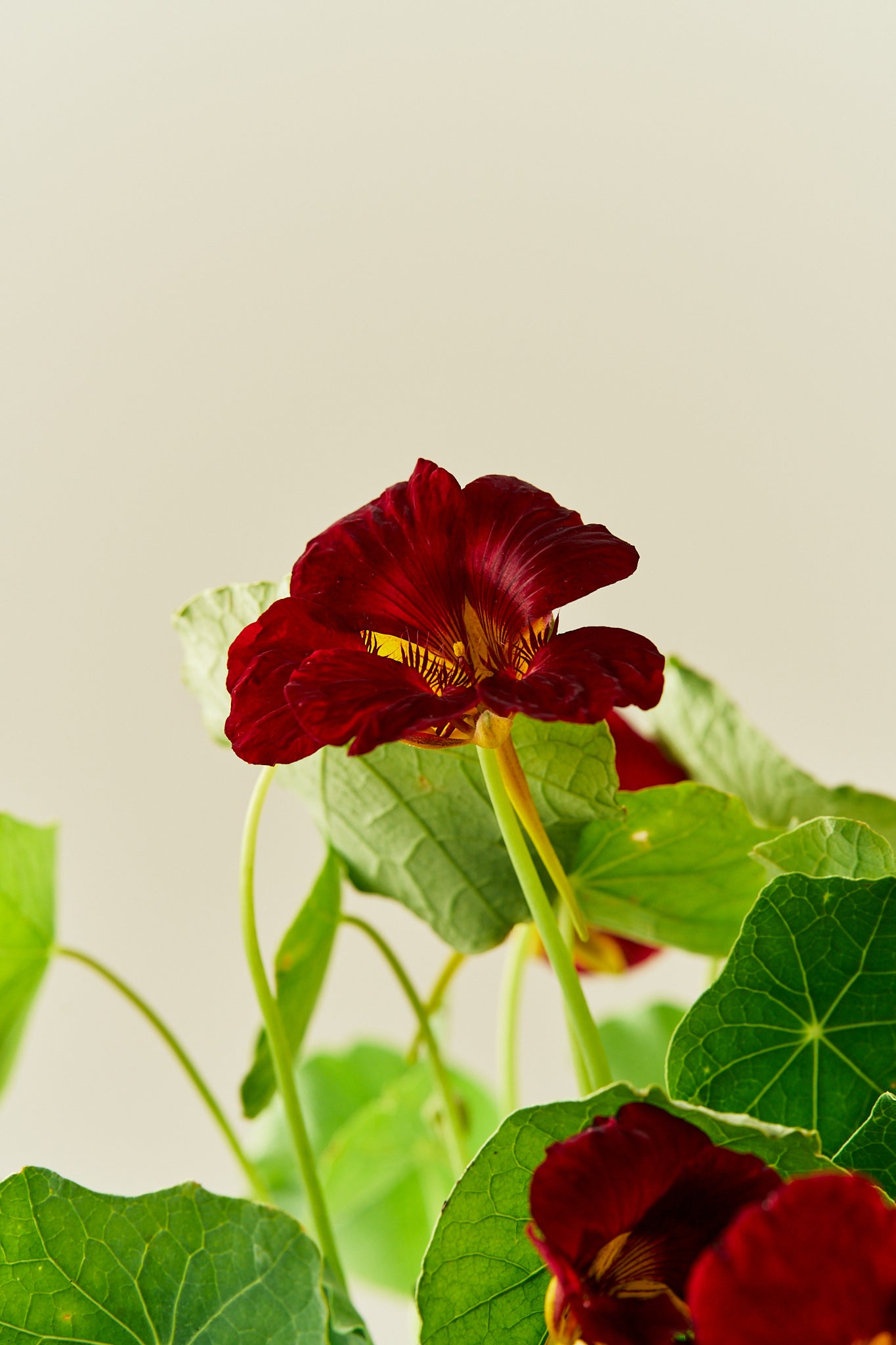 Blomsterkarse 'Sahins Rumba' - frø - 1-årige sommerblomster - til din skærehave her vist på billede 6 fra Frk. Grønt