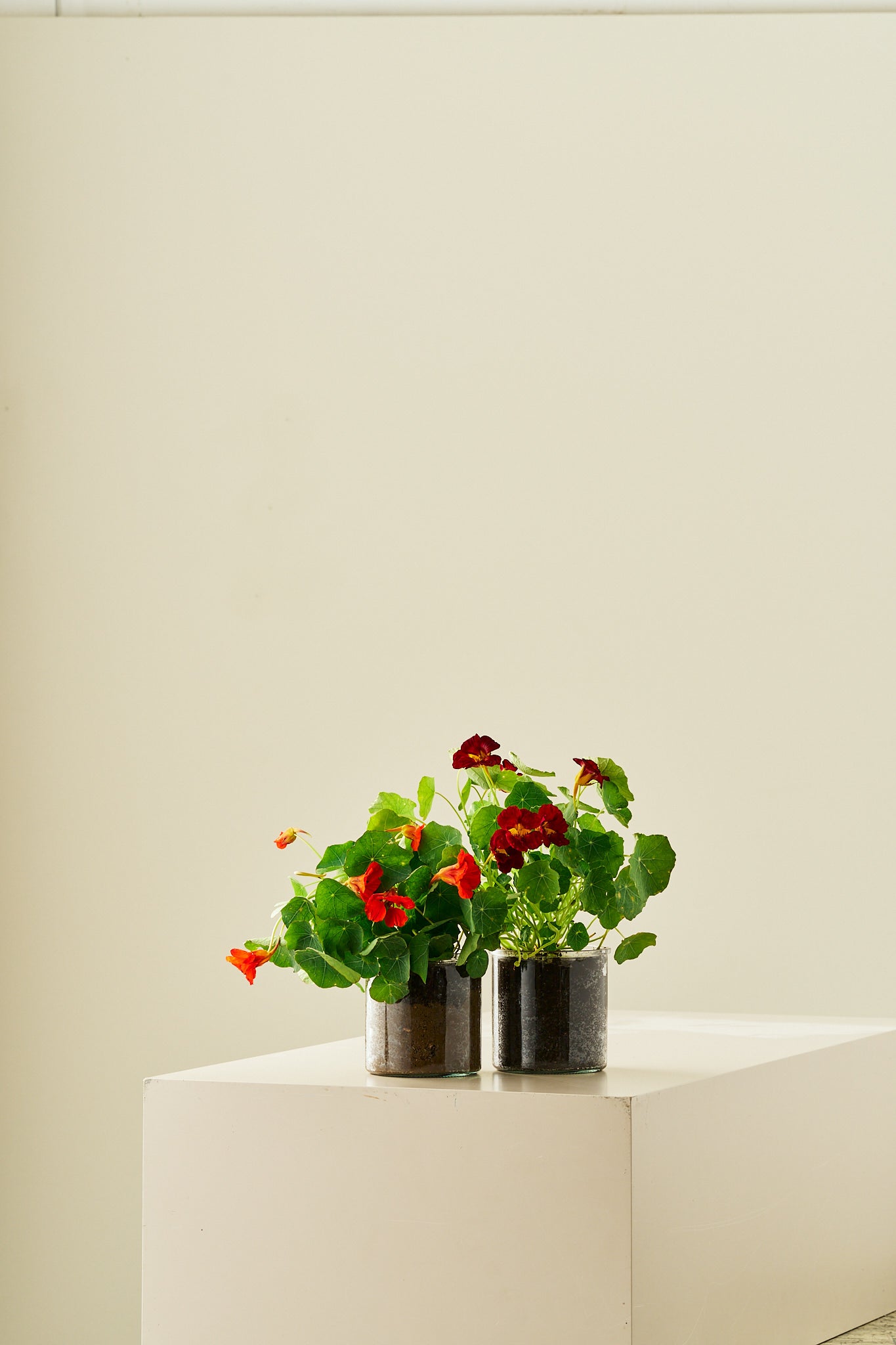 Blomsterkarse 'Sahins Rumba' - frø - 1-årige sommerblomster - til din skærehave her vist på billede 7 fra Frk. Grønt