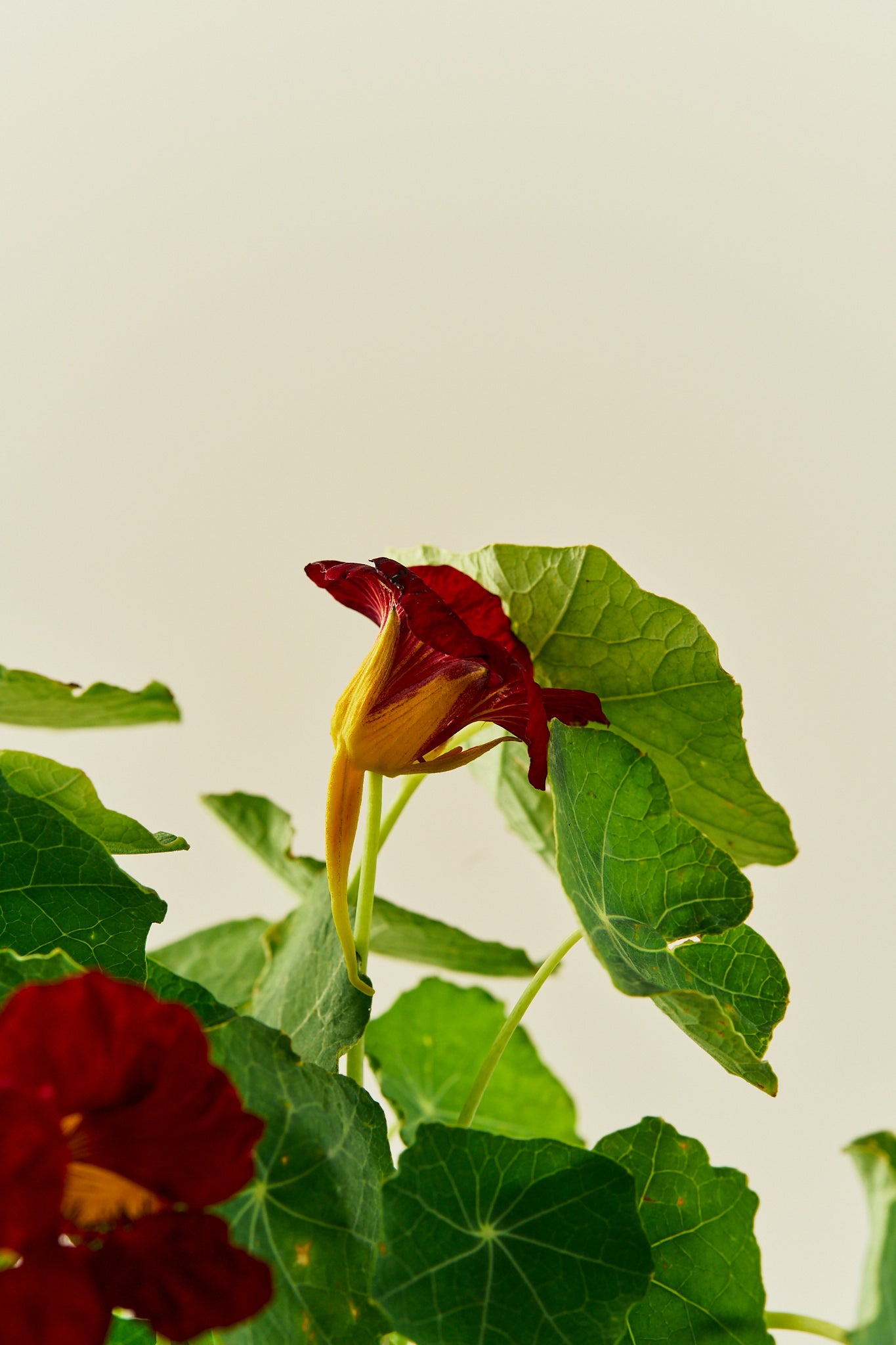 Blomsterkarse 'Sahins Rumba' - frø - 1-årige sommerblomster - til din skærehave her vist på billede 8 fra Frk. Grønt