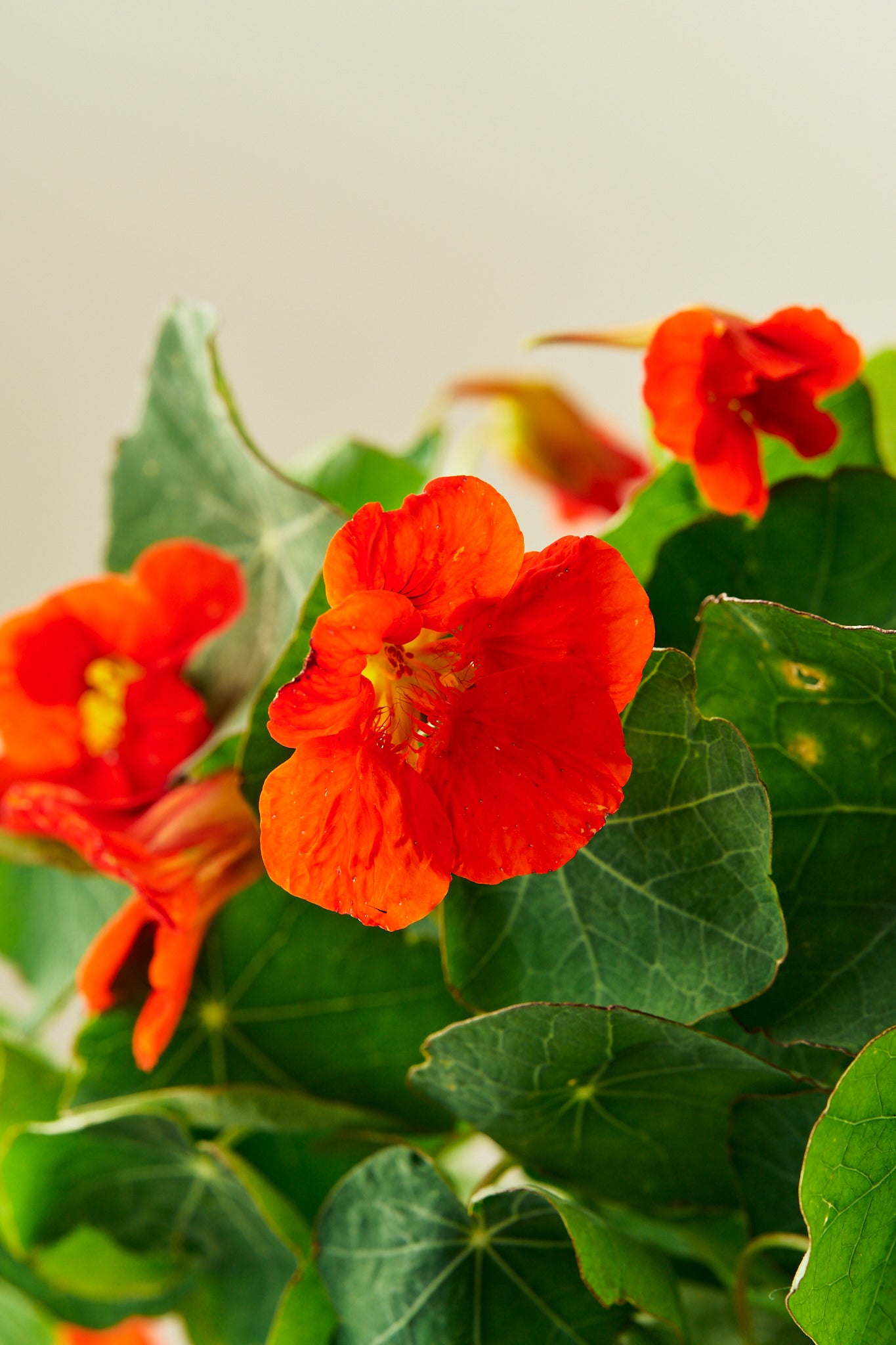 Blomsterkarse 'Sahins Rumba' - frø - 1-årige sommerblomster - til din skærehave her vist på billede 9 fra Frk. Grønt