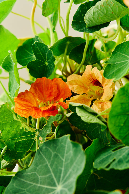 Blomsterkarse 'Salmon Baby - frø - 1-årige sommerblomster - til din skærehave her vist på billede 2 fra Frk. Grønt