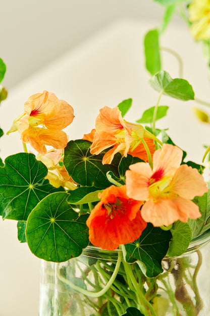 Blomsterkarse 'Salmon Baby - frø - 1-årige sommerblomster - til din skærehave her vist på billede 3 fra Frk. Grønt