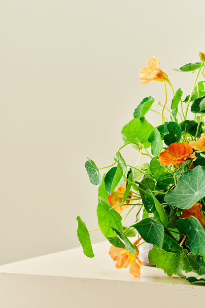Blomsterkarse 'Salmon Baby - frø - 1-årige sommerblomster - til din skærehave her vist på billede 6 fra Frk. Grønt