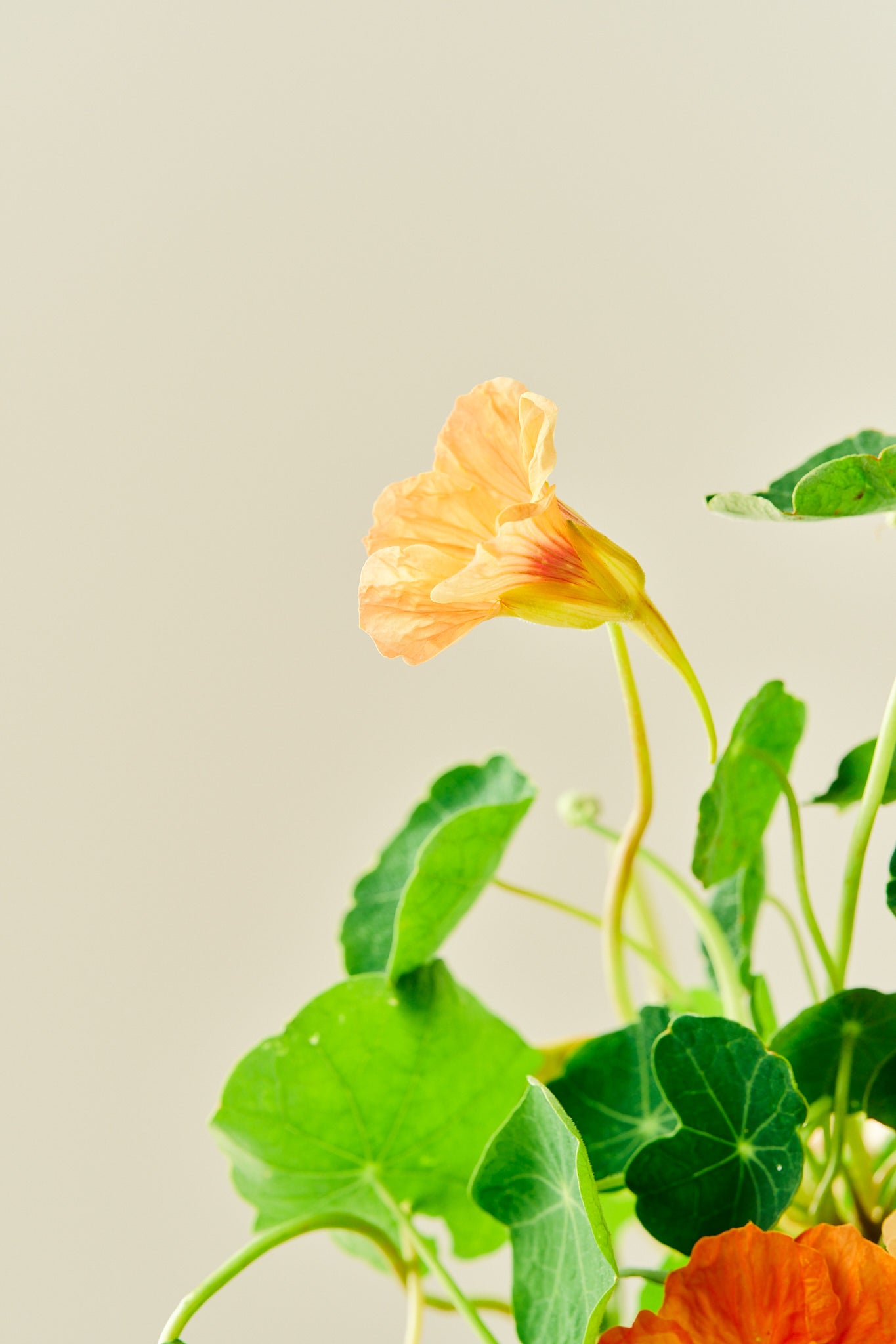 Blomsterkarse 'Salmon Baby - frø - 1-årige sommerblomster - til din skærehave her vist på billede 7 fra Frk. Grønt