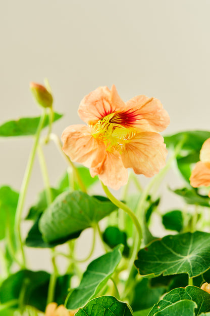 Blomsterkarse 'Salmon Baby - frø - 1-årige sommerblomster - til din skærehave her vist på billede 8 fra Frk. Grønt