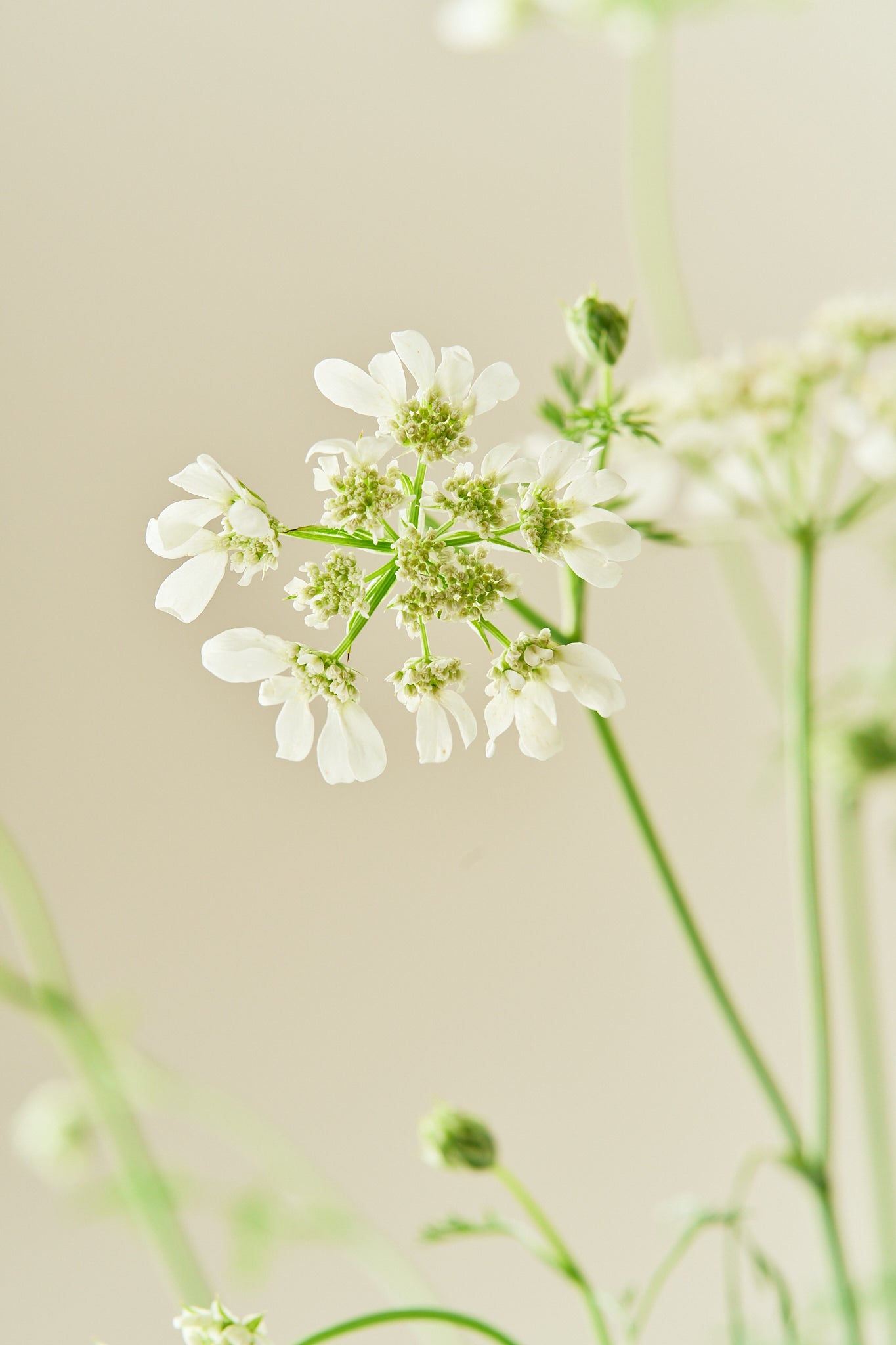 Blomsterkørvel 'White Lace' - 1-årige sommerblomster - til din skærehave her vist på billede 1 fra Frk. Grønt