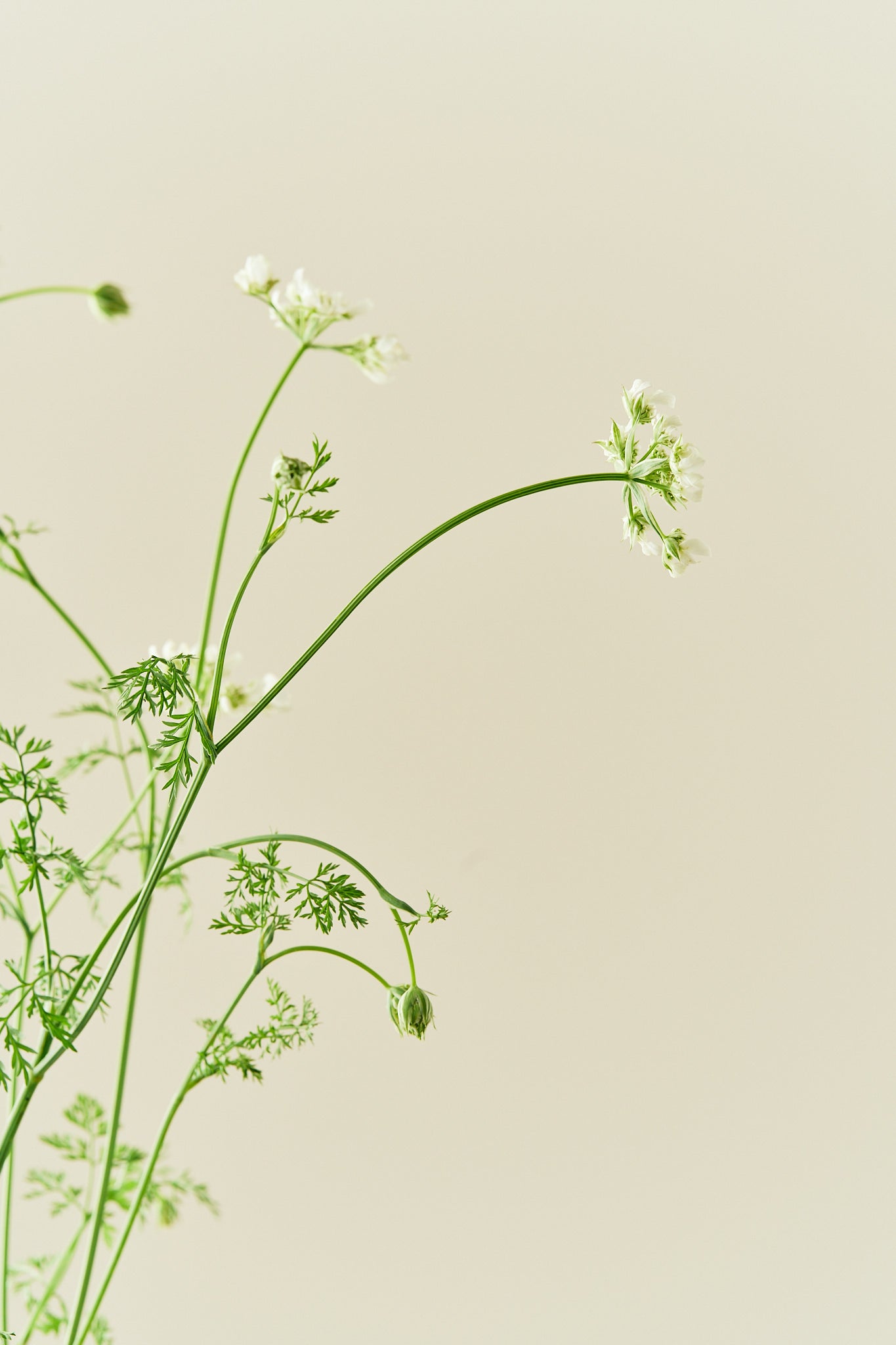 Blomsterkørvel 'White Lace' - 1-årige sommerblomster - til din skærehave her vist på billede 11 fra Frk. Grønt