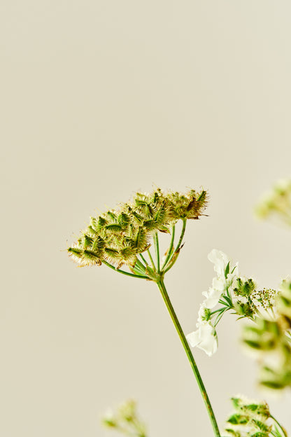 Blomsterkørvel 'White Lace' - 1-årige sommerblomster - til din skærehave her vist på billede 12 fra Frk. Grønt