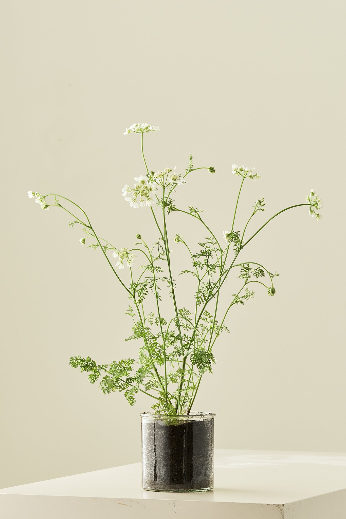 Blomsterkørvel 'White Lace' - 1-årige sommerblomster - til din skærehave her vist på billede 2 fra Frk. Grønt