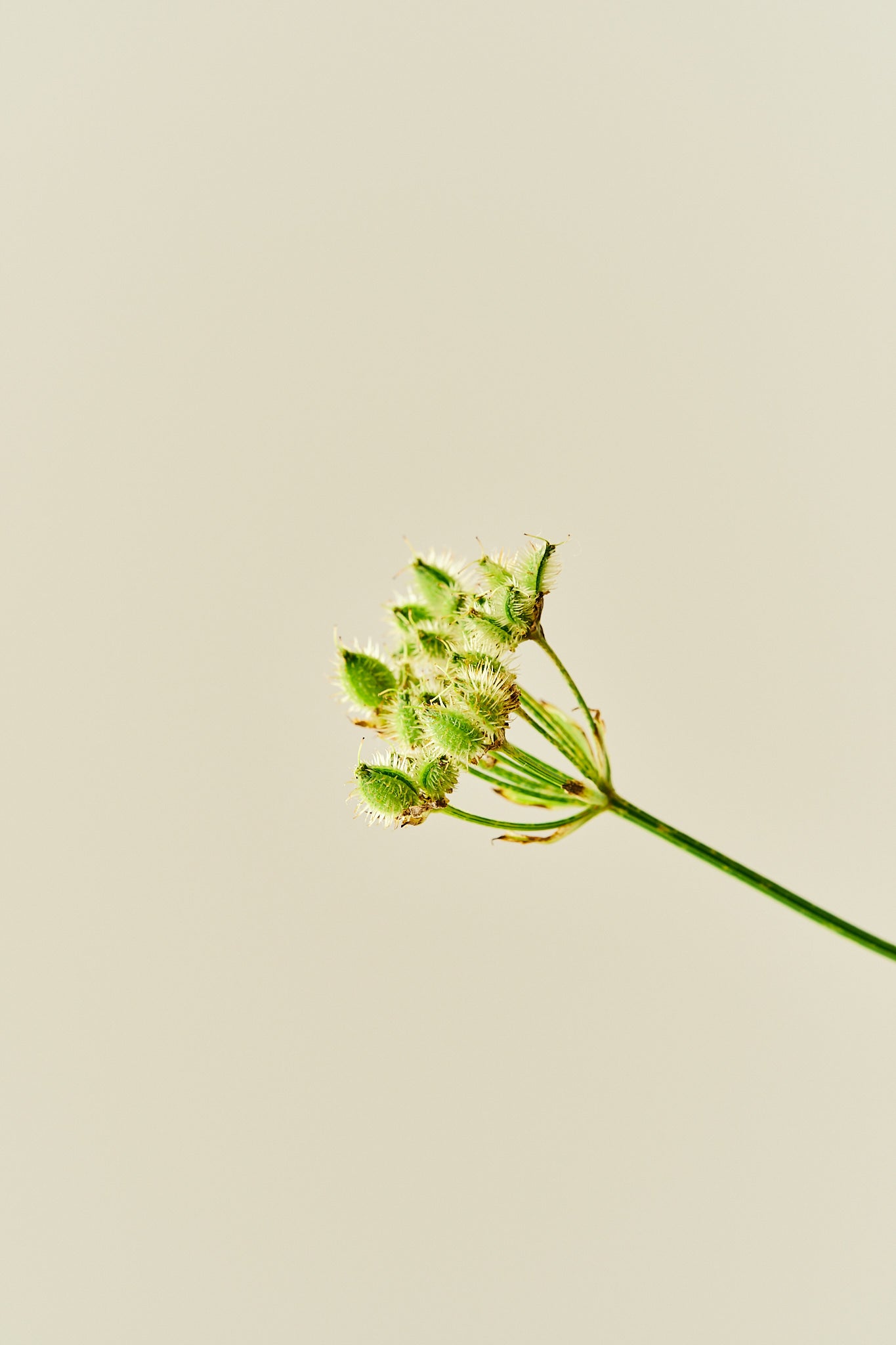 Blomsterkørvel 'White Lace' - 1-årige sommerblomster - til din skærehave her vist på billede 4 fra Frk. Grønt