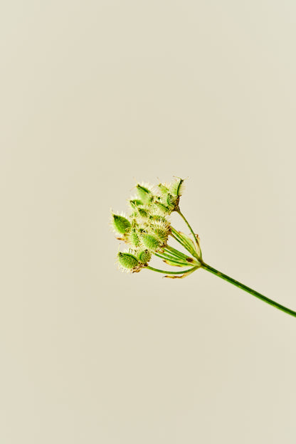 Blomsterkørvel 'White Lace' - 1-årige sommerblomster - til din skærehave her vist på billede 4 fra Frk. Grønt