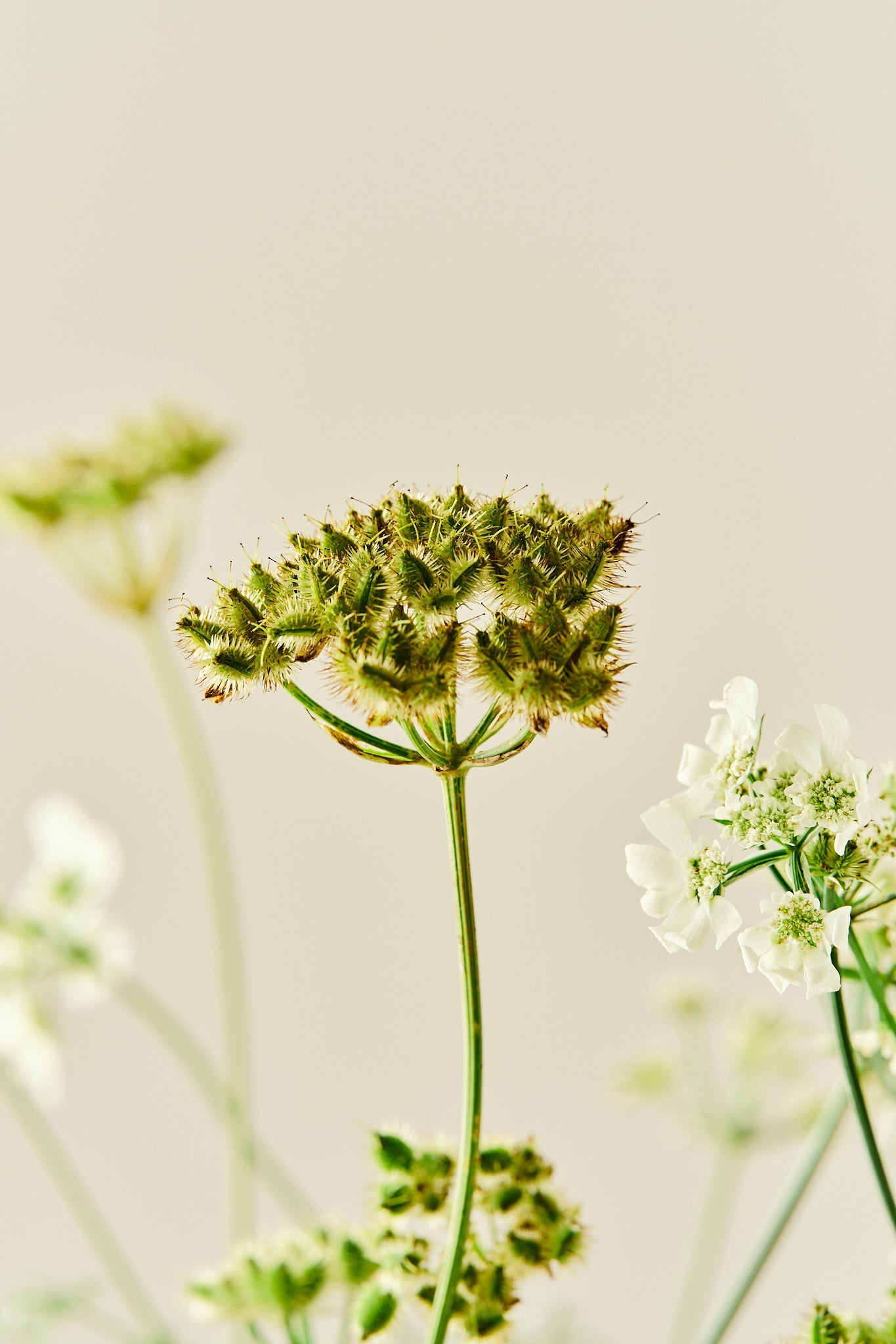 Blomsterkørvel 'White Lace' - 1-årige sommerblomster - til din skærehave her vist på billede 5 fra Frk. Grønt