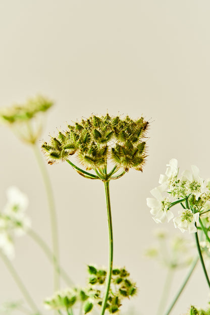 Blomsterkørvel 'White Lace' - 1-årige sommerblomster - til din skærehave her vist på billede 5 fra Frk. Grønt