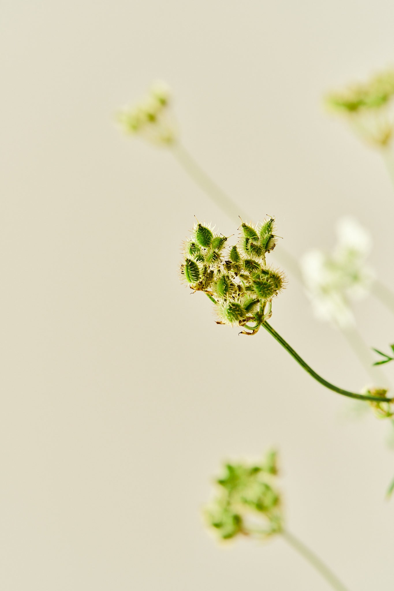 Blomsterkørvel 'White Lace' - 1-årige sommerblomster - til din skærehave her vist på billede 6 fra Frk. Grønt