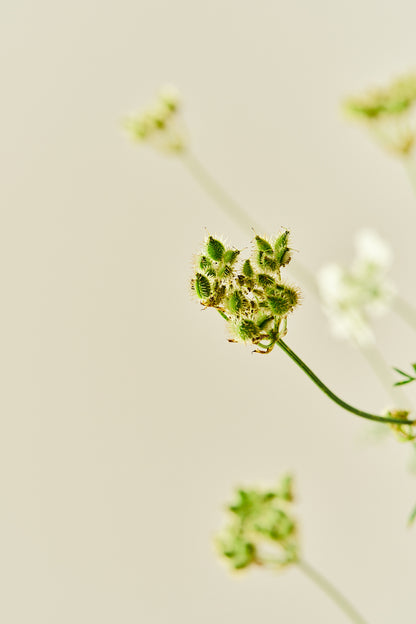 Blomsterkørvel 'White Lace' - 1-årige sommerblomster - til din skærehave her vist på billede 6 fra Frk. Grønt