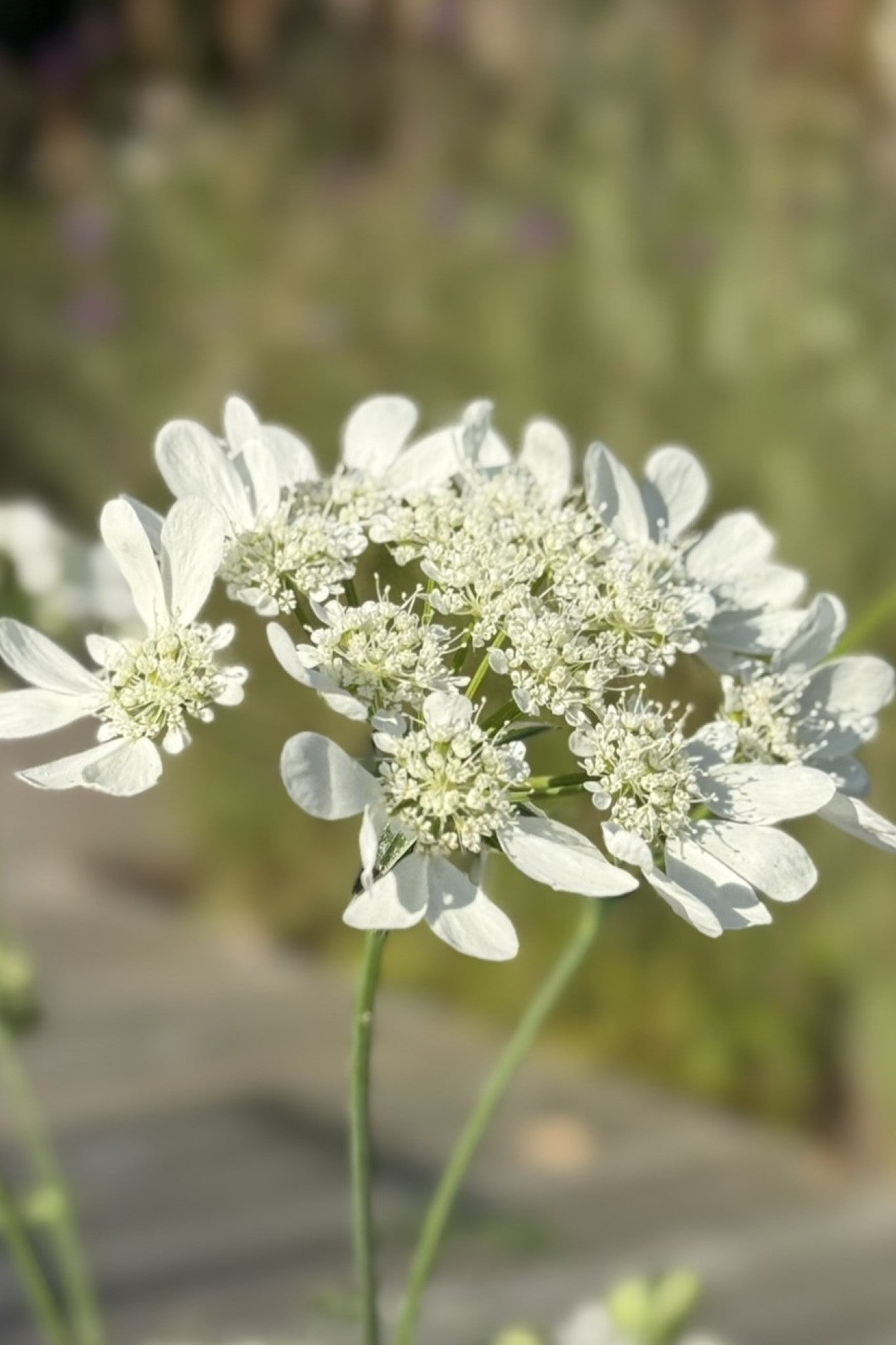 Blomsterkørvel 'White Lace' - 1-årige sommerblomster - til din skærehave her vist på billede 7 fra Frk. Grønt