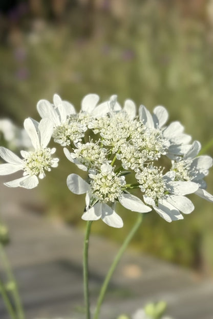 Blomsterkørvel 'White Lace' - 1-årige sommerblomster - til din skærehave her vist på billede 7 fra Frk. Grønt
