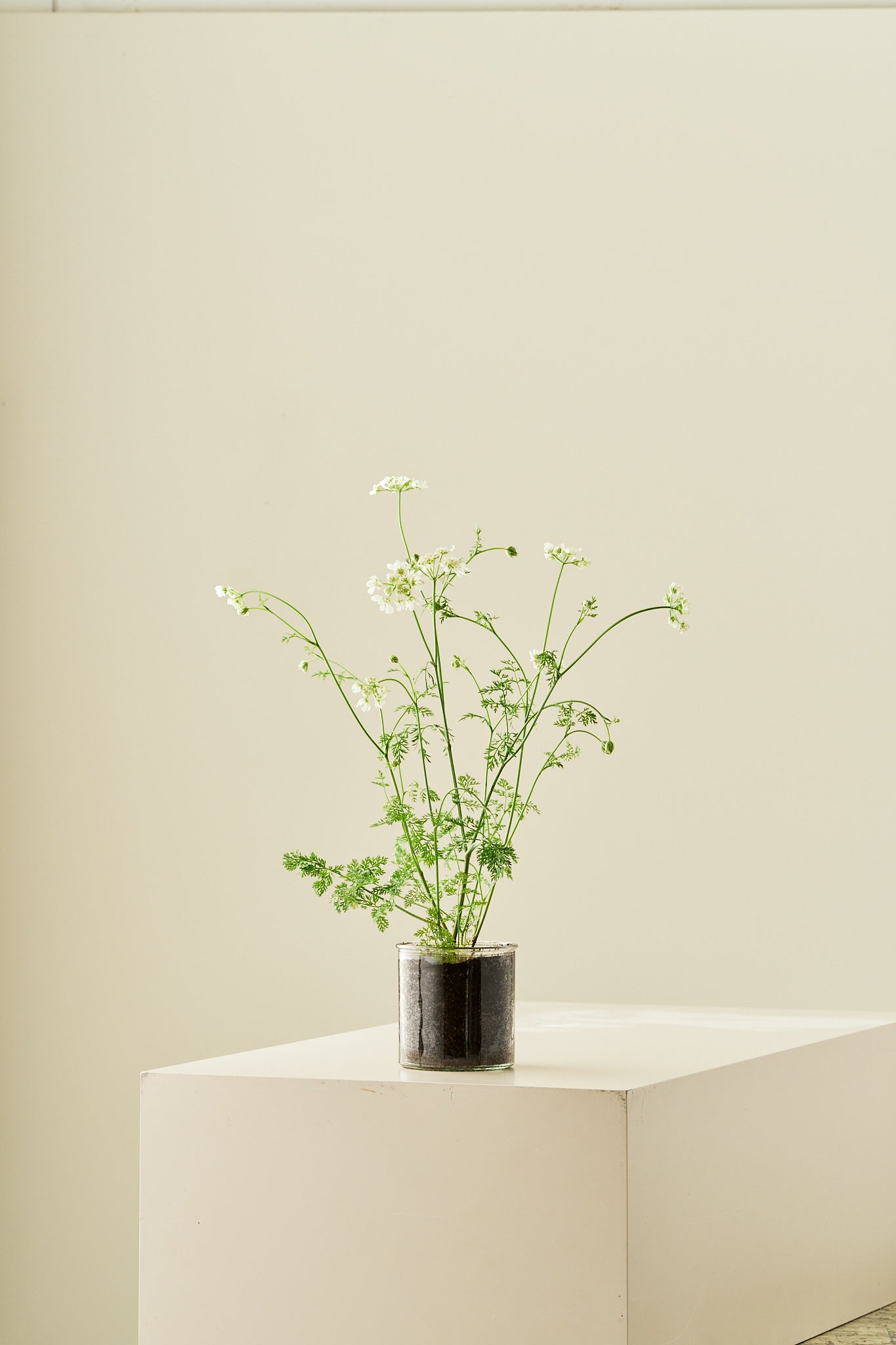 Blomsterkørvel 'White Lace' - 1-årige sommerblomster - til din skærehave her vist på billede 8 fra Frk. Grønt