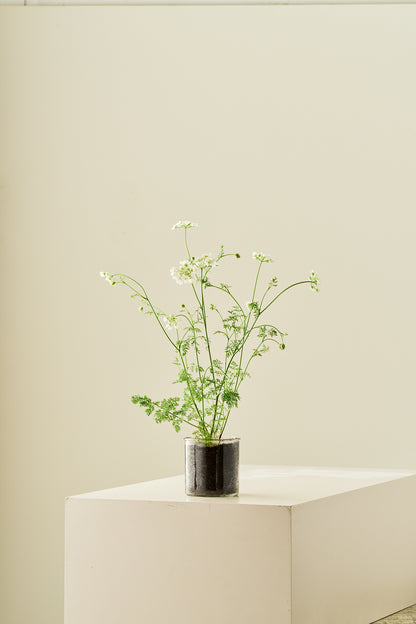 Blomsterkørvel 'White Lace' - 1-årige sommerblomster - til din skærehave her vist på billede 8 fra Frk. Grønt
