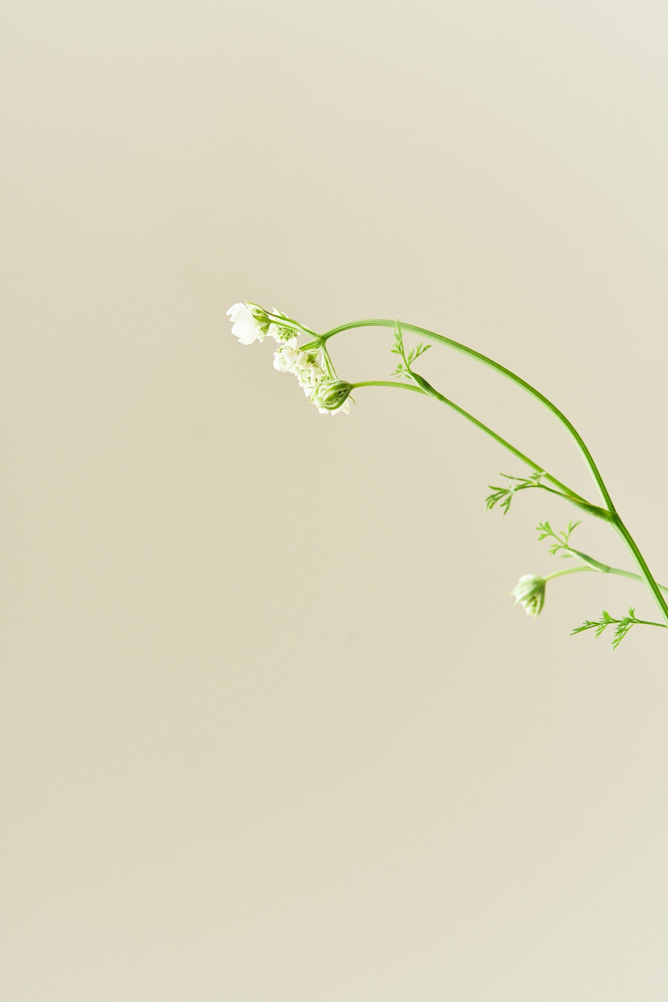 Blomsterkørvel 'White Lace' - 1-årige sommerblomster - til din skærehave her vist på billede 9 fra Frk. Grønt