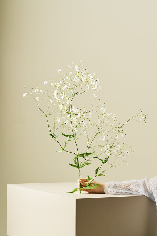 Brudeslør 'Govent Garden' - frø - 1-årige sommerblomster - til din skærehave her vist på billede 1 fra Frk. Grønt