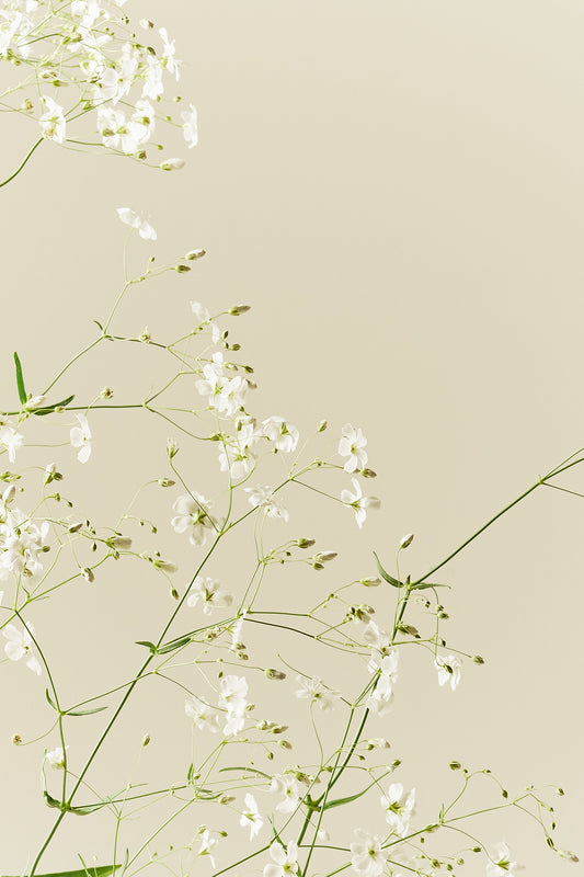 Brudeslør 'Govent Garden' - frø - 1-årige sommerblomster - til din skærehave her vist på billede 2 fra Frk. Grønt