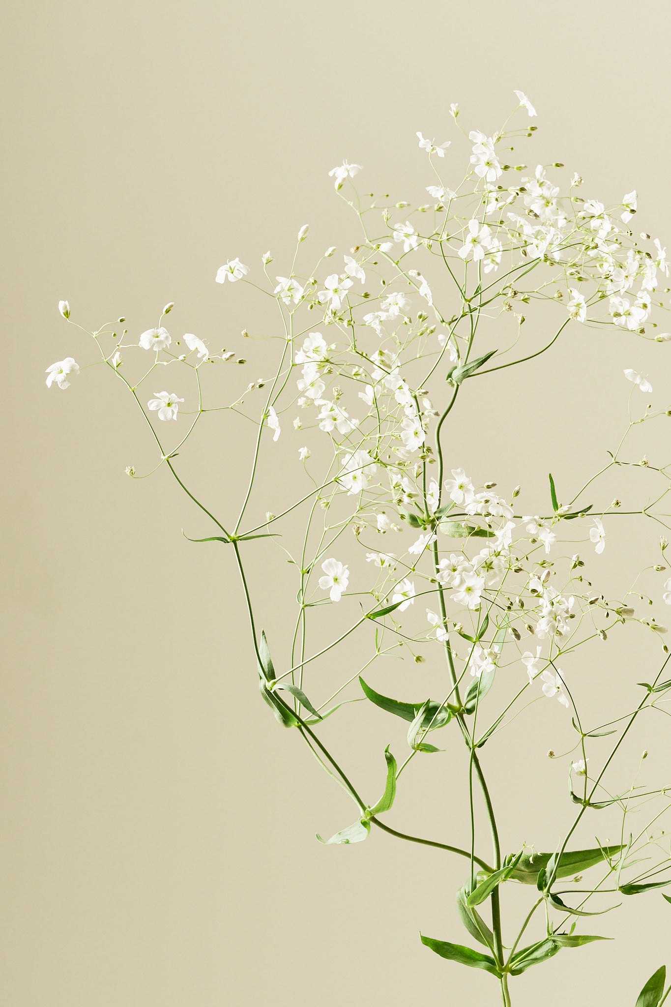 Brudeslør 'Govent Garden' - frø - 1-årige sommerblomster - til din skærehave her vist på billede 3 fra Frk. Grønt