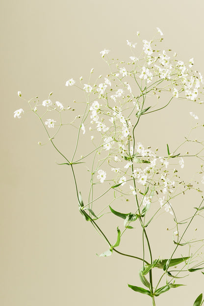 Brudeslør 'Govent Garden' - frø - 1-årige sommerblomster - til din skærehave her vist på billede 3 fra Frk. Grønt