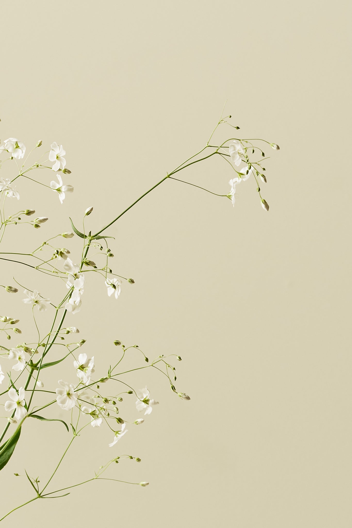 Brudeslør 'Govent Garden' - frø - 1-årige sommerblomster - til din skærehave her vist på billede 4 fra Frk. Grønt