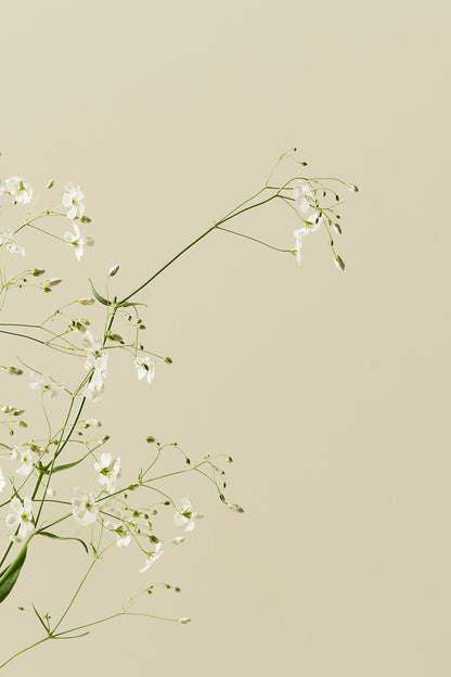 Brudeslør 'Govent Garden' - frø - 1-årige sommerblomster - til din skærehave her vist på billede 4 fra Frk. Grønt