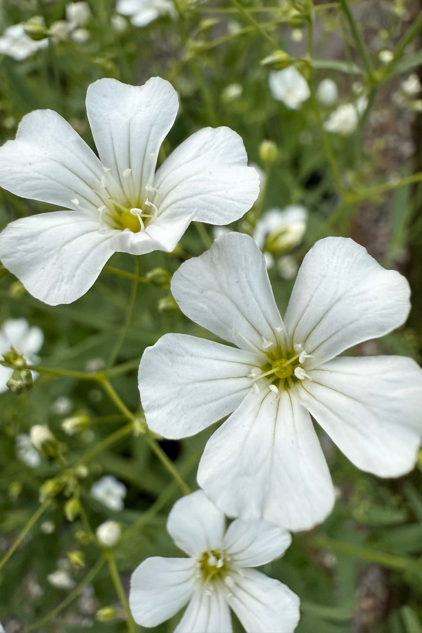 Brudeslør 'Govent Garden' - frø - 1-årige sommerblomster - til din skærehave her vist på billede 5 fra Frk. Grønt