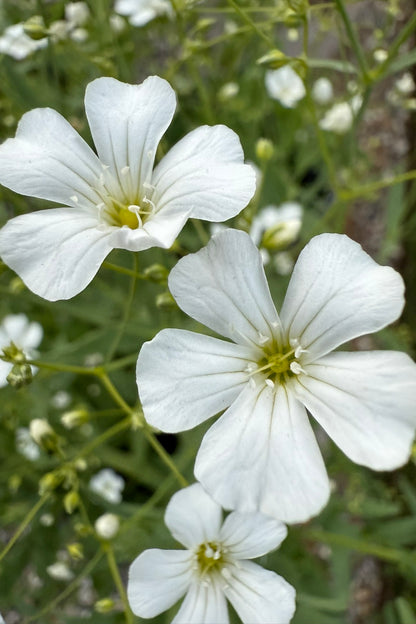 Brudeslør 'Govent Garden' - frø - 1-årige sommerblomster - til din skærehave her vist på billede 5 fra Frk. Grønt