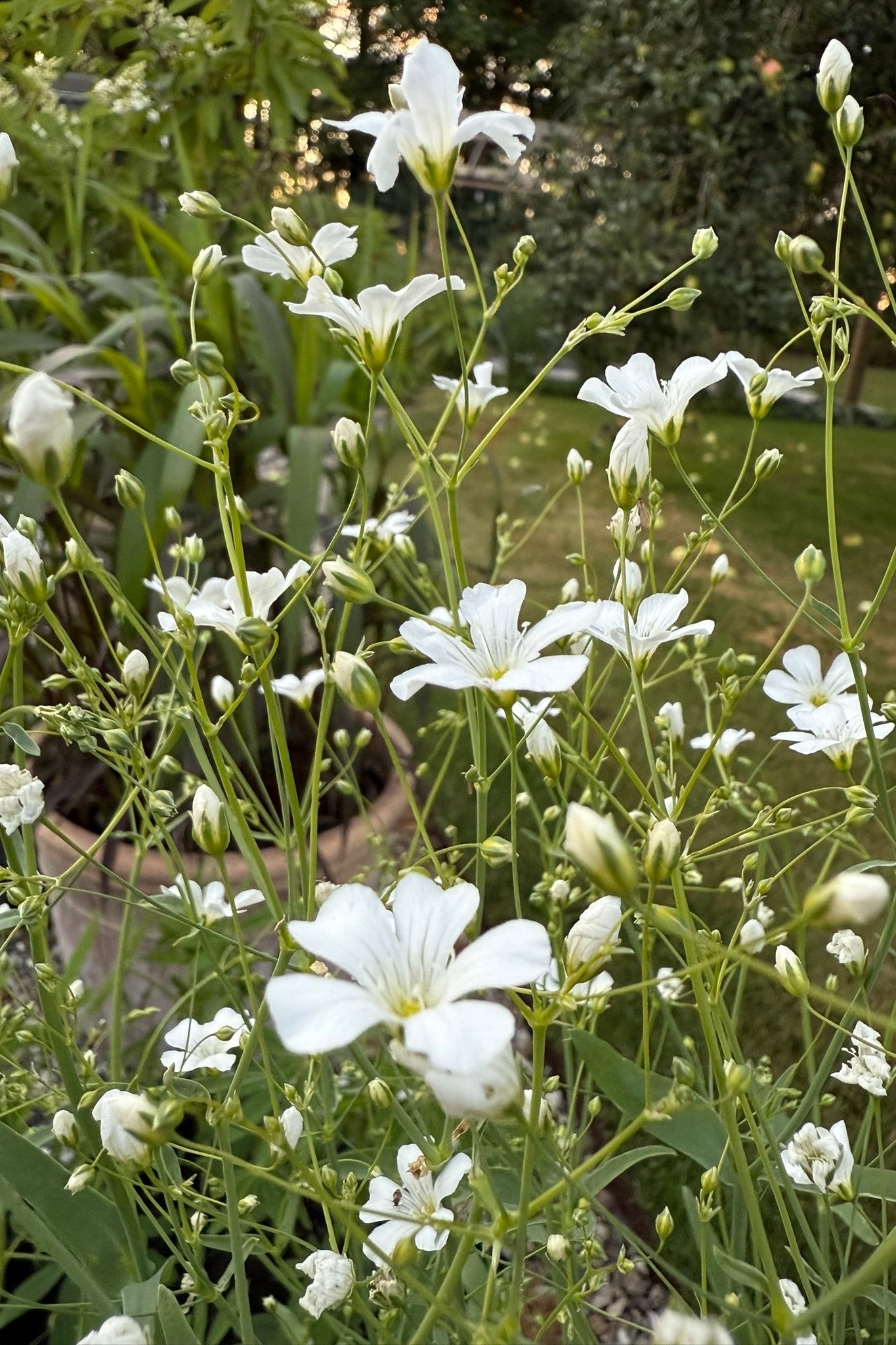 Brudeslør 'Govent Garden' - frø - 1-årige sommerblomster - til din skærehave her vist på billede 6 fra Frk. Grønt