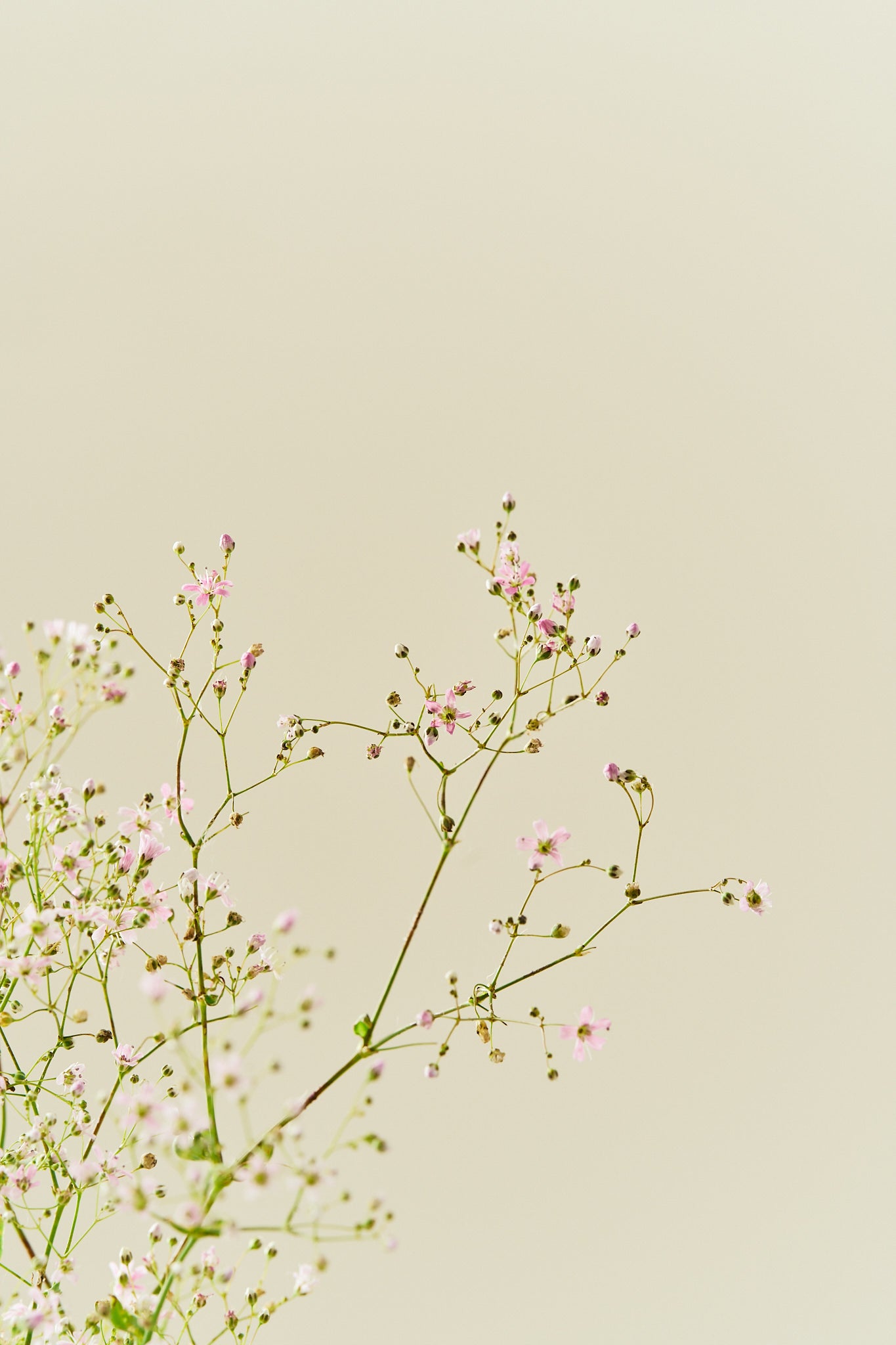 Brudeslør 'Rosea' - frø - 1-årige sommerblomster - til din skærehave her vist på billede 1 fra Frk. Grønt