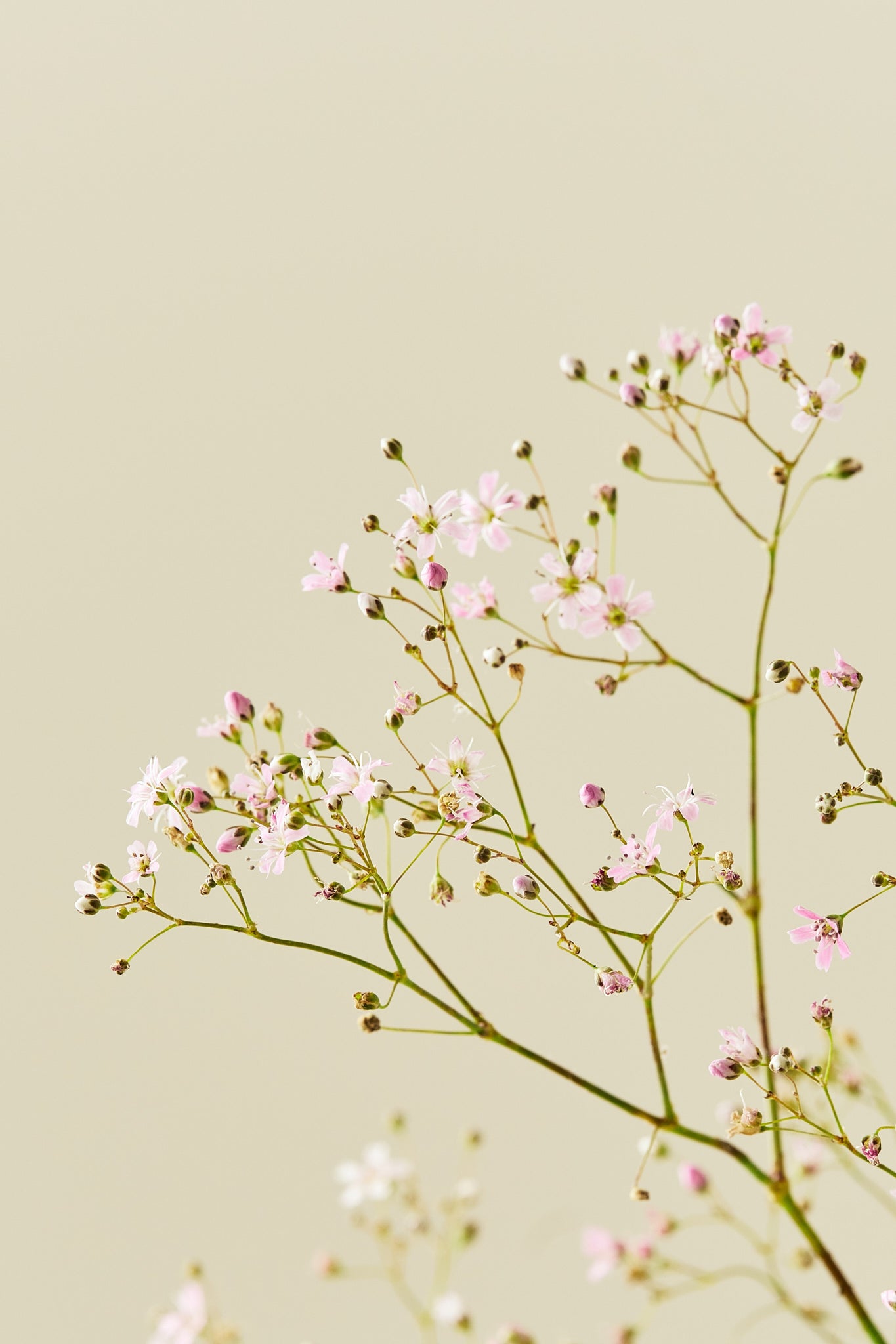 Brudeslør 'Rosea' - frø - 1-årige sommerblomster - til din skærehave her vist på billede 3 fra Frk. Grønt