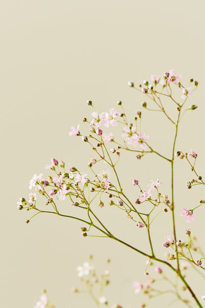 Brudeslør 'Rosea' - frø - 1-årige sommerblomster - til din skærehave her vist på billede 3 fra Frk. Grønt