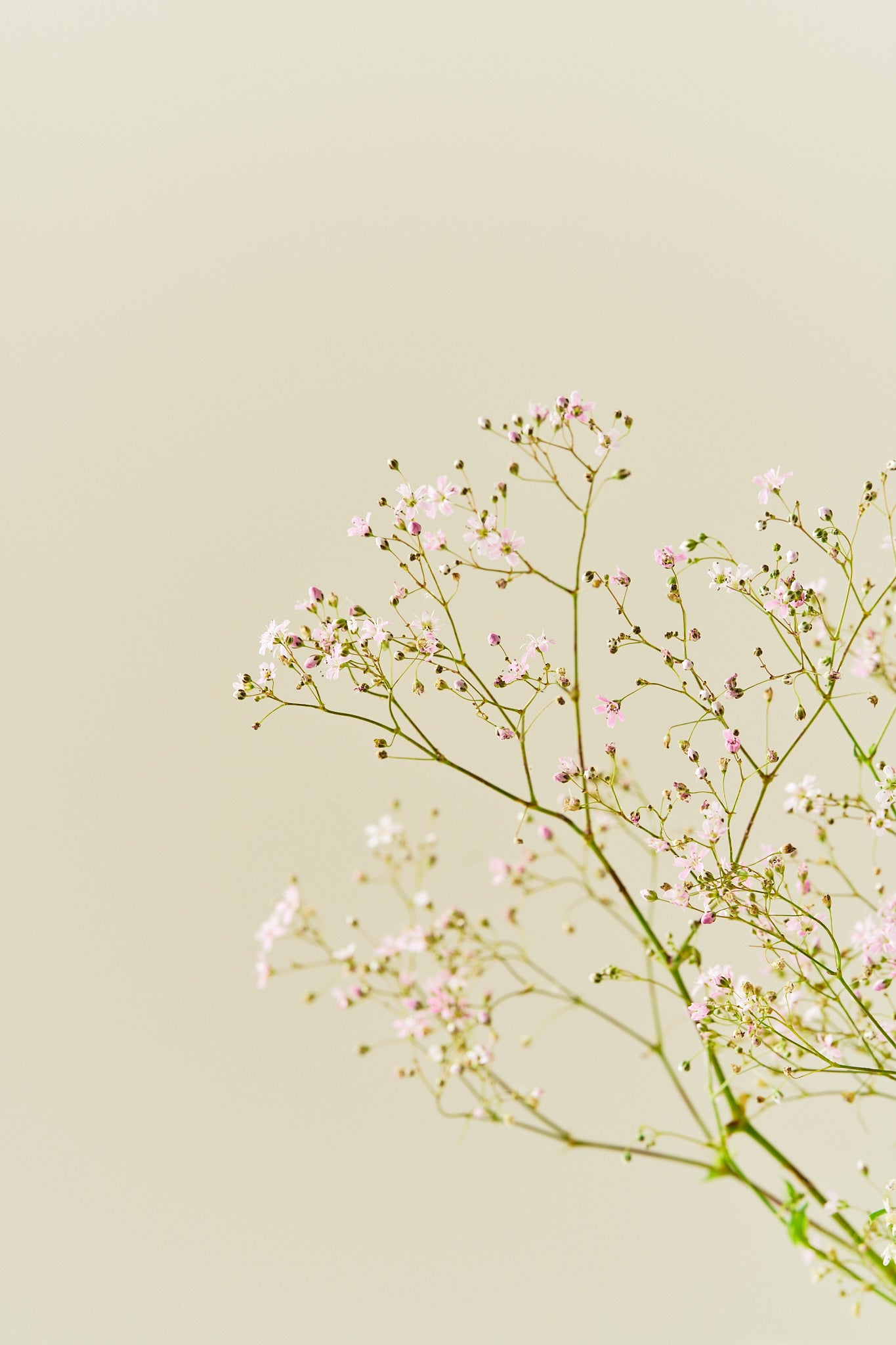 Brudeslør 'Rosea' - frø - 1-årige sommerblomster - til din skærehave her vist på billede 4 fra Frk. Grønt