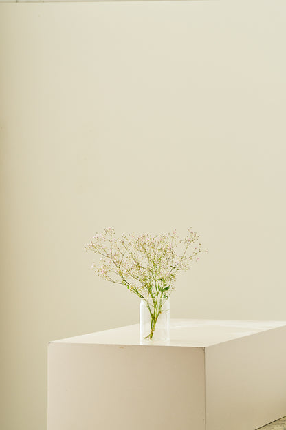 Brudeslør 'Rosea' - frø - 1-årige sommerblomster - til din skærehave her vist på billede 6 fra Frk. Grønt