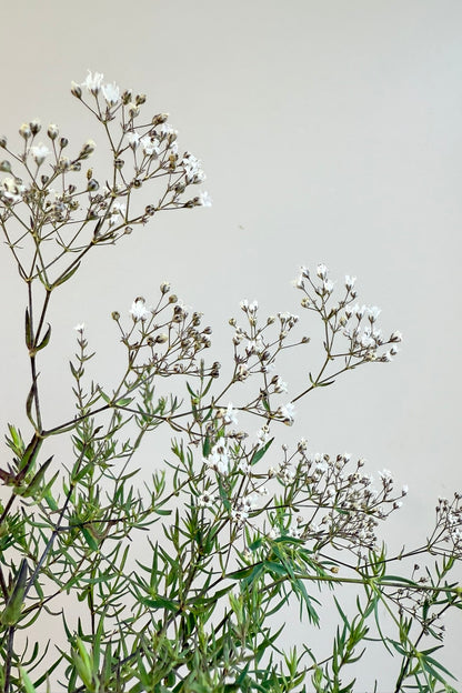 Brudeslør 'Snowflake' - frø - Stauder - til din skærehave her vist på billede 3 fra Frk. Grønt