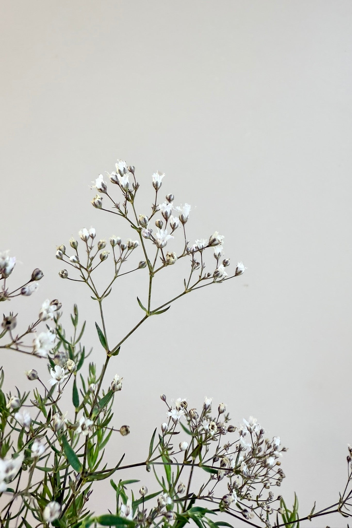 Brudeslør 'Snowflake' - frø - Stauder - til din skærehave her vist på billede 4 fra Frk. Grønt