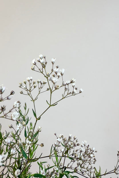 Brudeslør 'Snowflake' - frø - Stauder - til din skærehave her vist på billede 4 fra Frk. Grønt