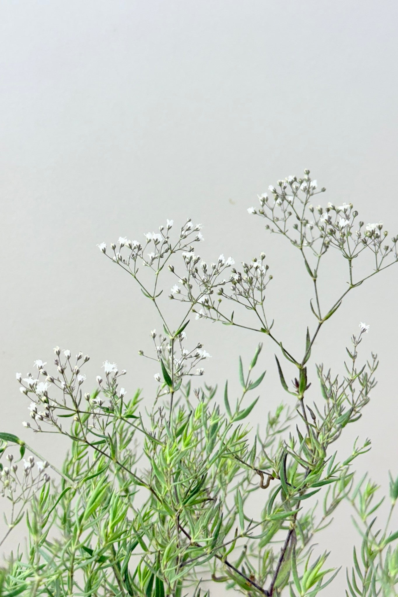 Brudeslør 'Snowflake' - frø - Stauder - til din skærehave her vist på billede 5 fra Frk. Grønt