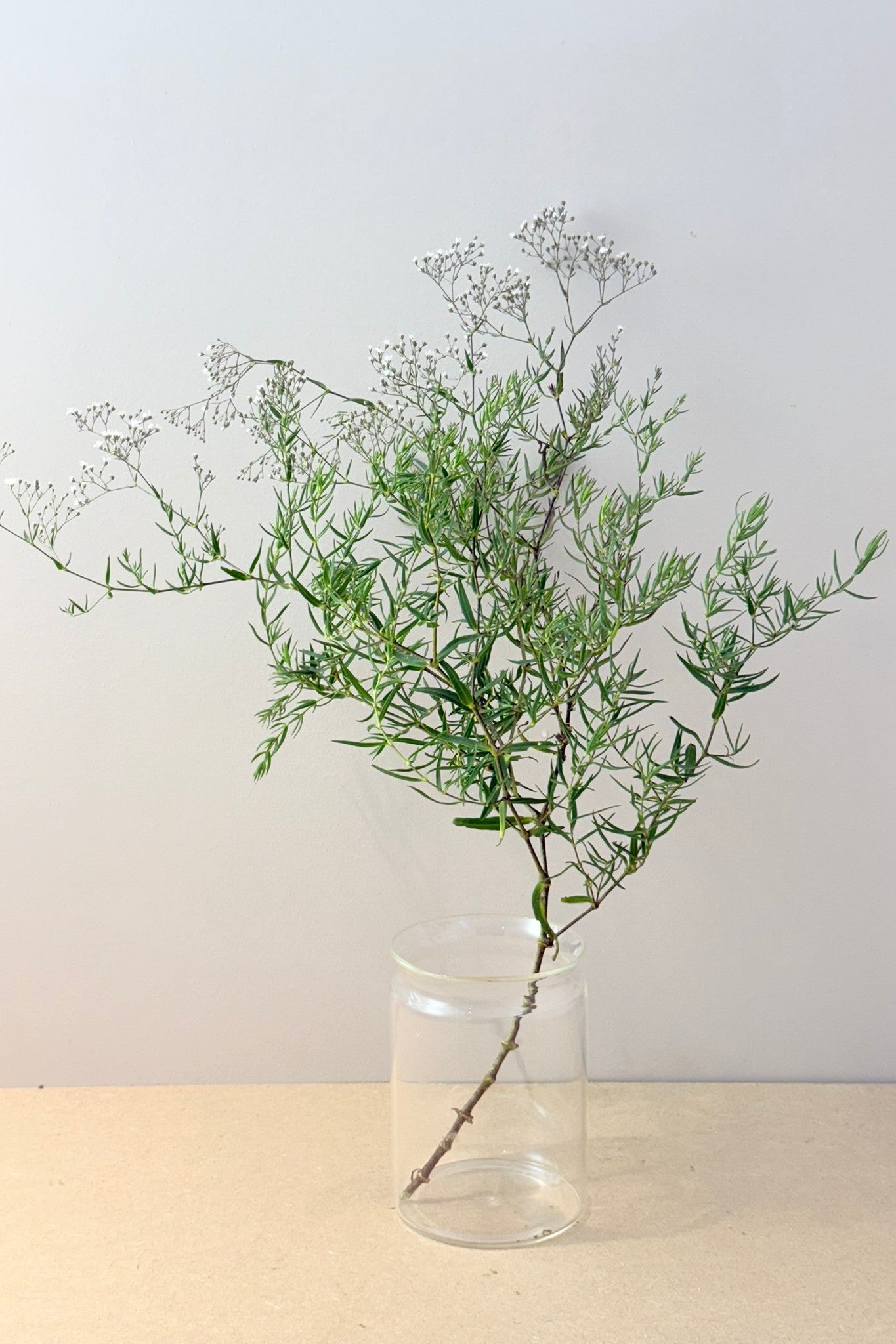 Brudeslør 'Snowflake' - frø - Stauder - til din skærehave her vist på billede 6 fra Frk. Grønt