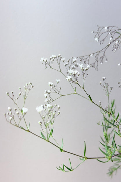 Brudeslør 'Snowflake' - frø - Stauder - til din skærehave her vist på billede 7 fra Frk. Grønt