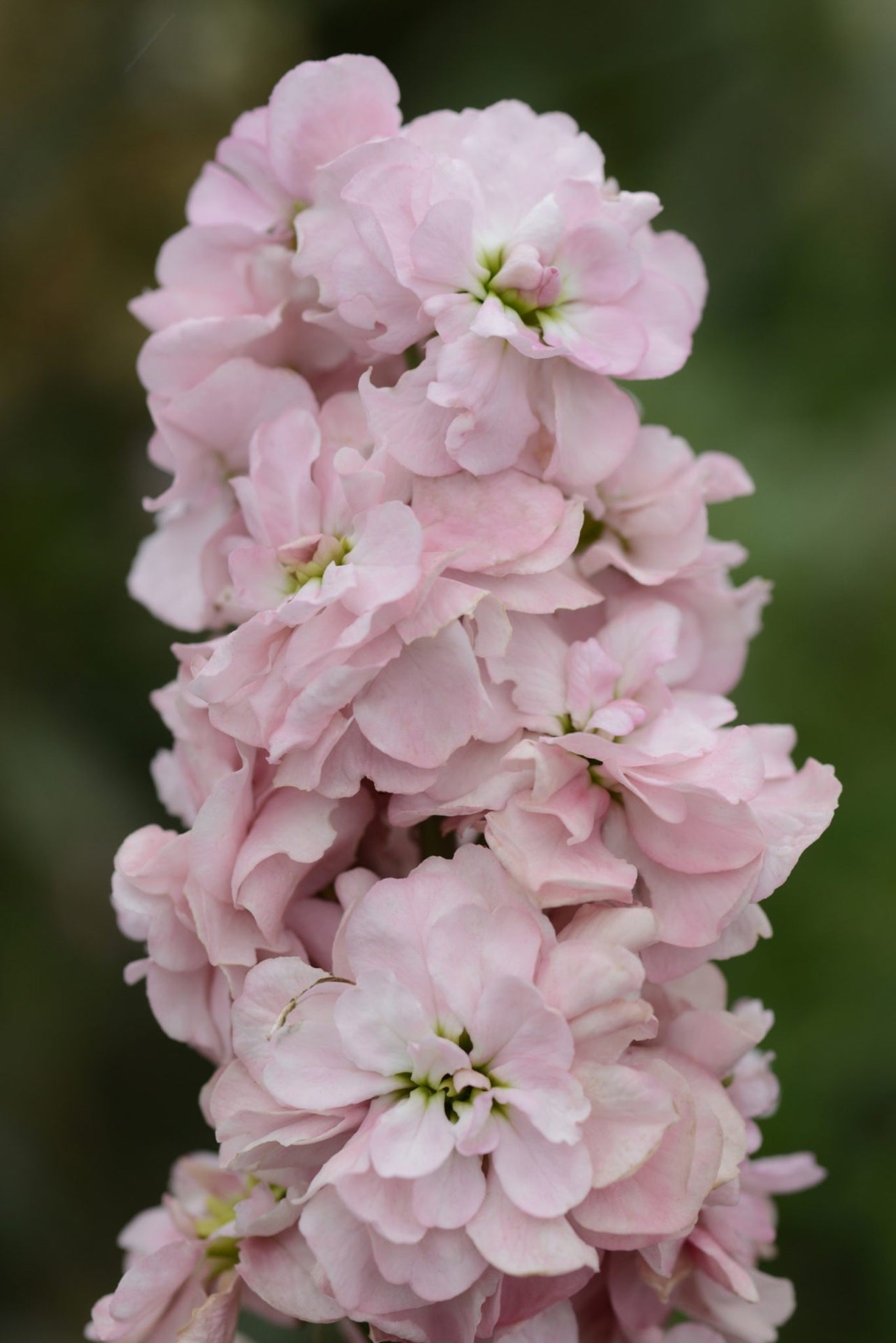 Levkøj 'Column Appleblossom'